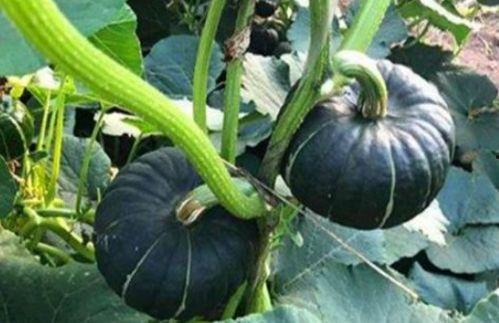 网红免费吃瓜福利,免费吃瓜盛宴等你来参与！